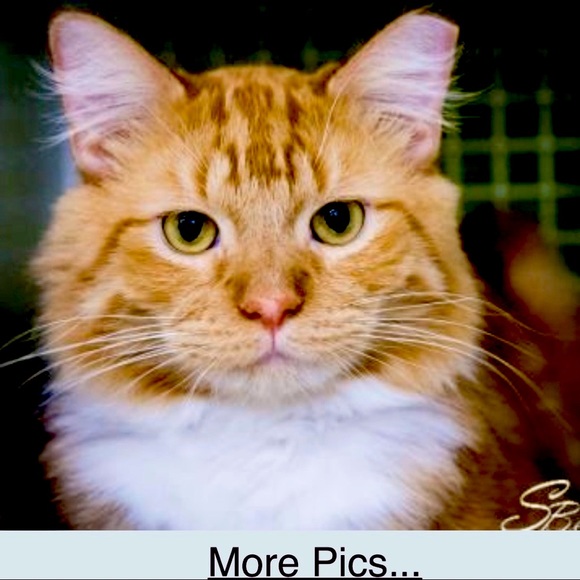 Meet your Posher, Rose - Picture 1 of 3